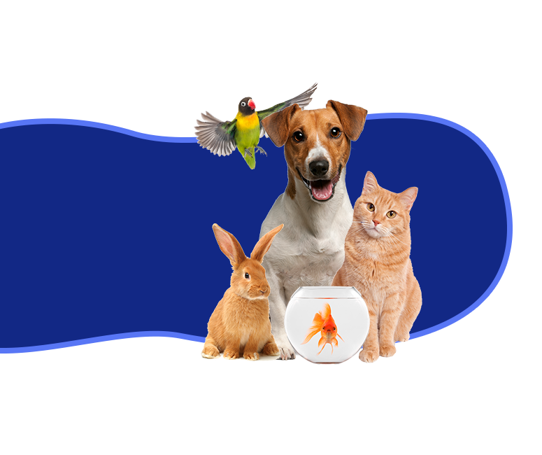 pets posing for photo