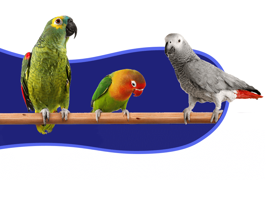 birds on branch