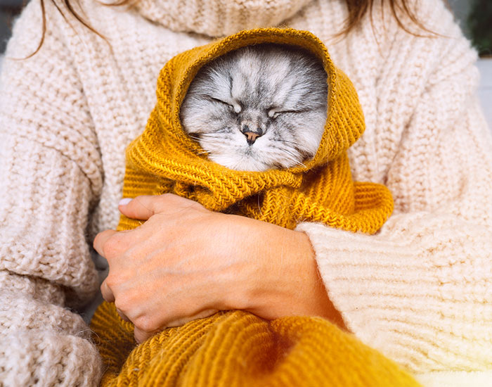 cat wrapped in a blanket