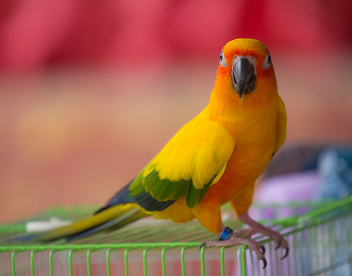 bird sitting on top of cage