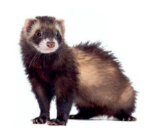 ferret